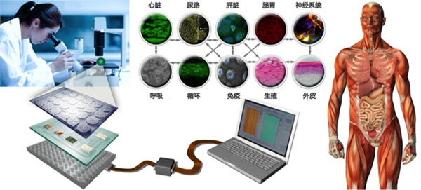 暨南大学团队提出“光纤量子诊疗一体化”概念(图1)